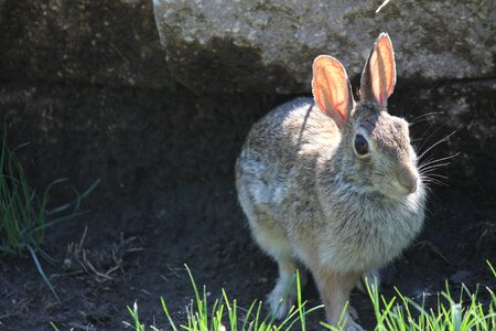 Animal easter mammal photo