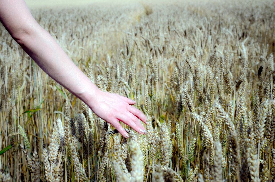Cereals grain arable