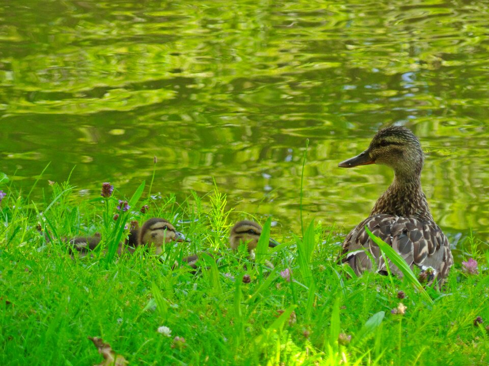 Animal bird bill photo