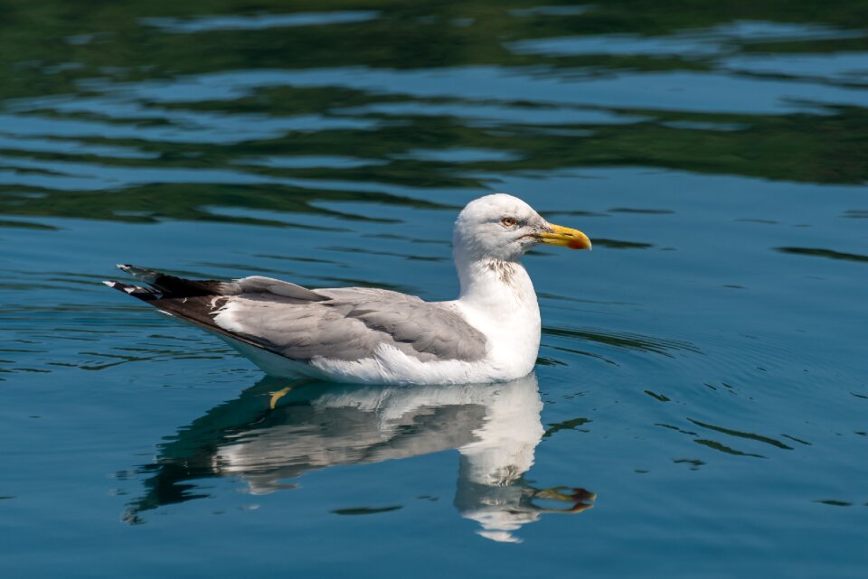 Bird nature