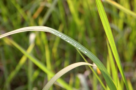 Grass water drops plant