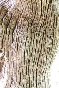 Old nature natural