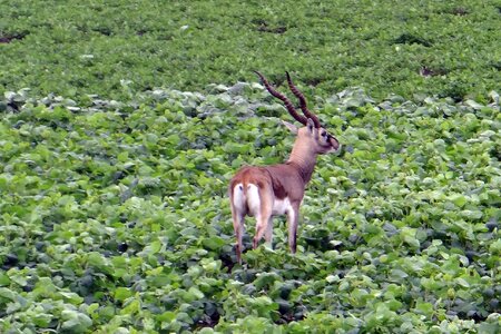 Antelope foraging crop photo