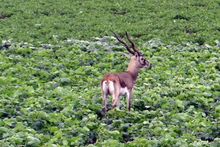 Antelope foraging crop