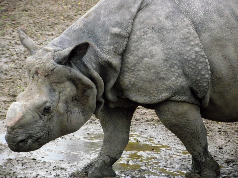 Zoo wildlife