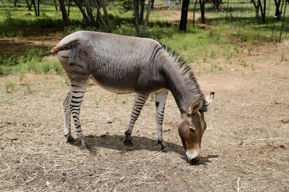 Stripes mammal exotic