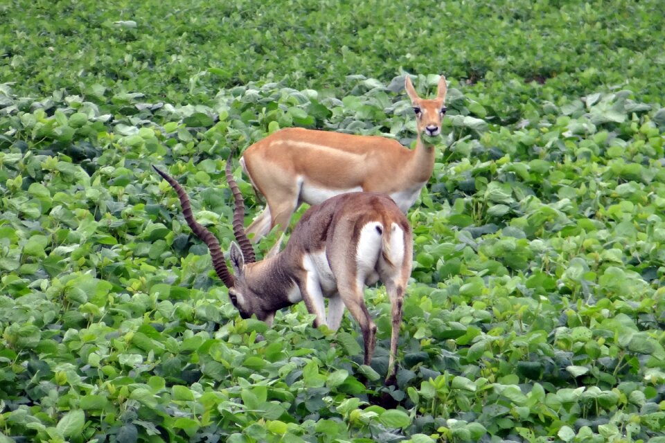 Antelope foraging crop