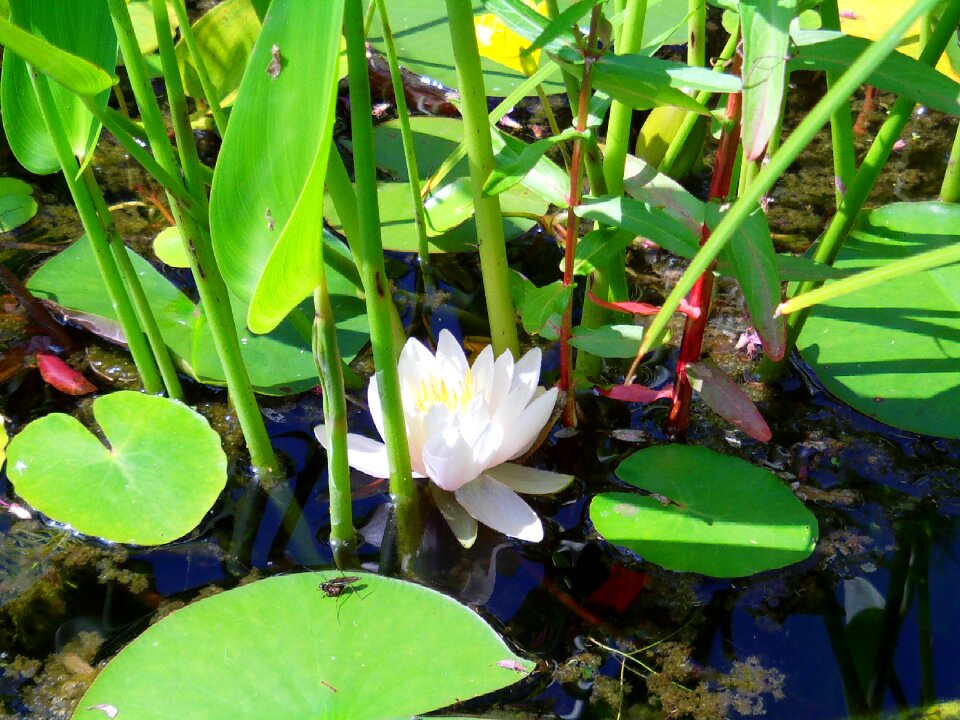 Nature flowers white