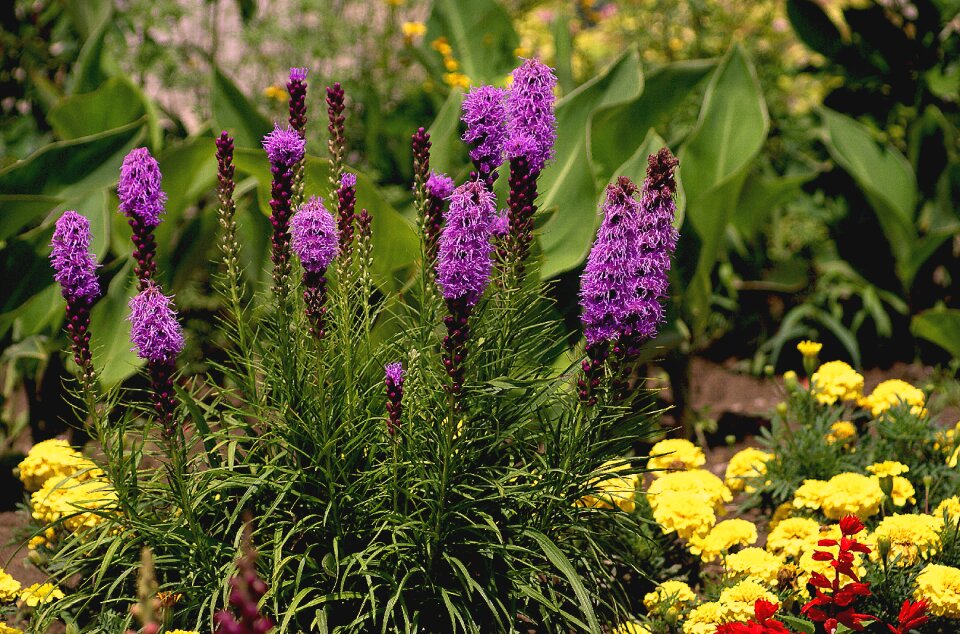 Plants garden the stems