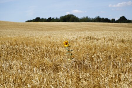 Field summer beautiful photo