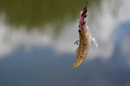 Fish water nature