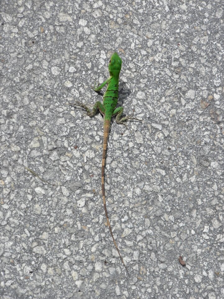 Asphalt amphibian tail