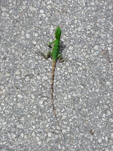 Asphalt amphibian tail