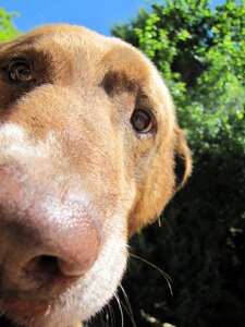 Is watching loyalty pets
