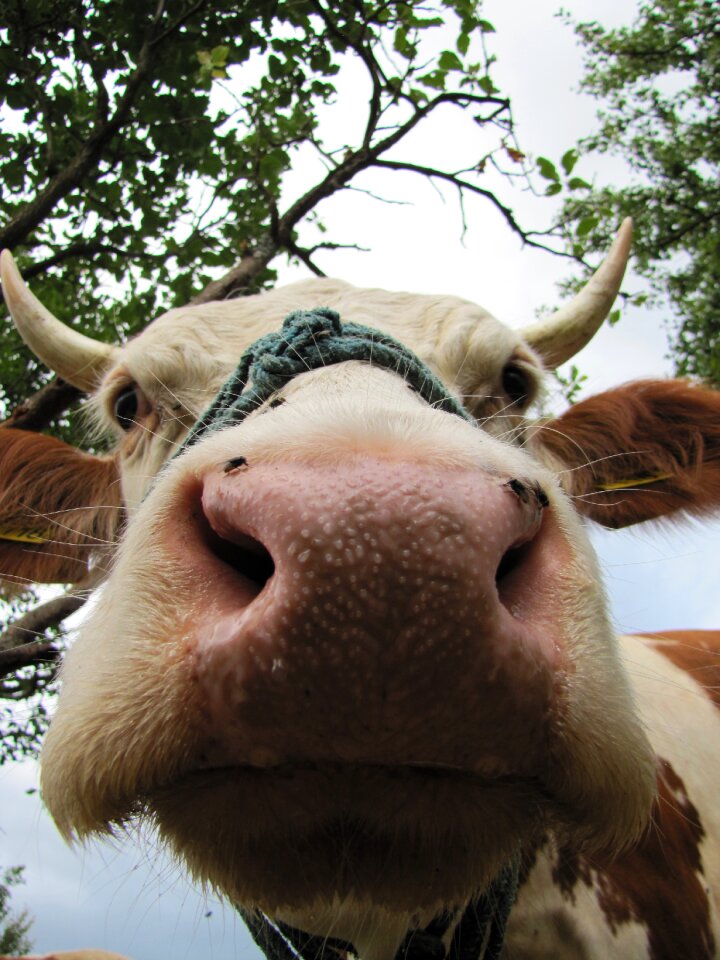 Farm animals hair horn