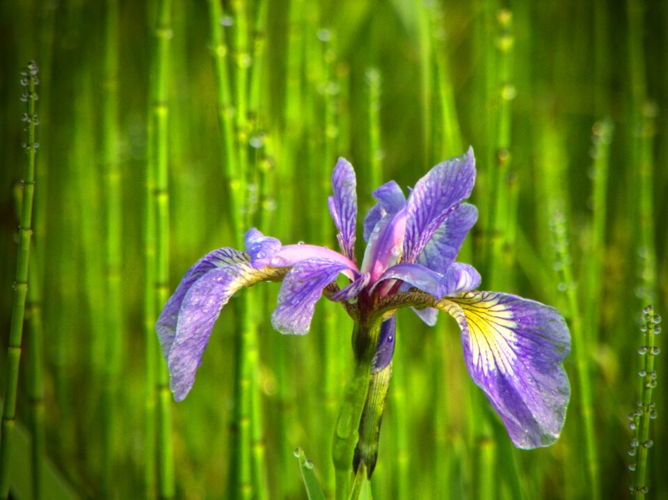 Spring natural flower