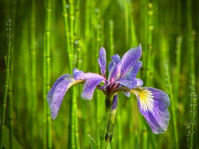 Spring natural flower