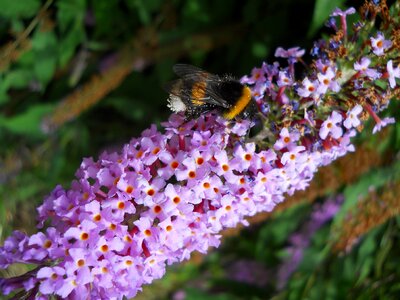 Flower pollen lilac