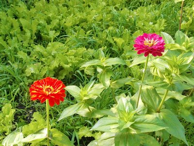 Zinnia red flowers pink flower
