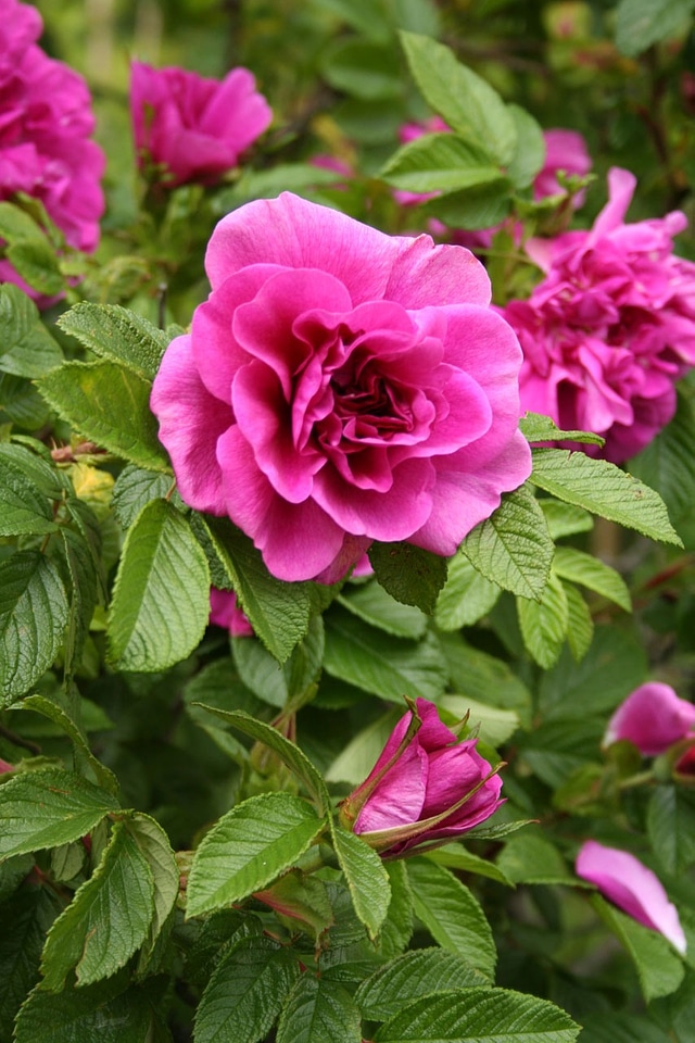 Blossom bouquet bud