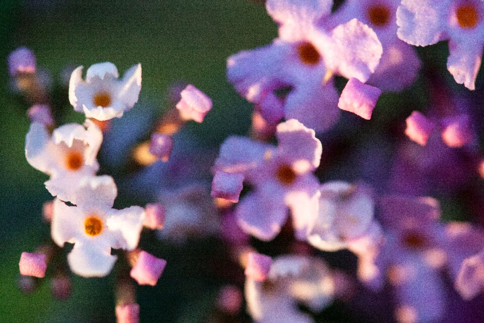 Plant summer lilac flowers