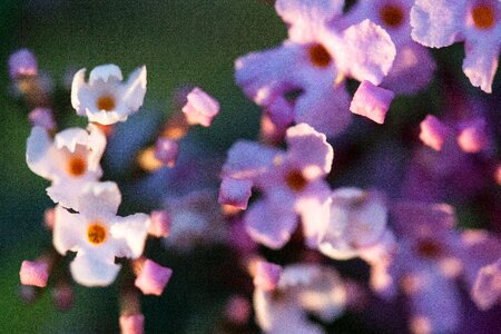 Plant summer lilac flowers photo