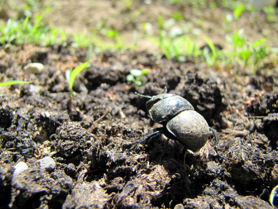 Insect nature arthropod