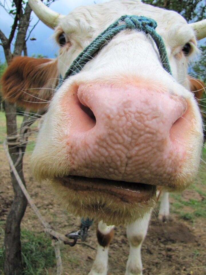Farm animals hair horn
