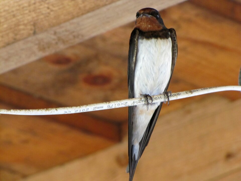 Pen winged feathered