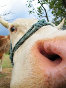 Farm animals hair horn