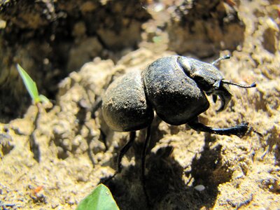 Insect nature arthropod