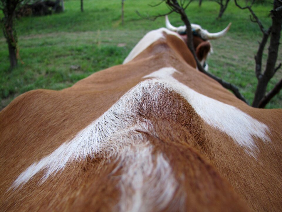 Farm animals hair horn