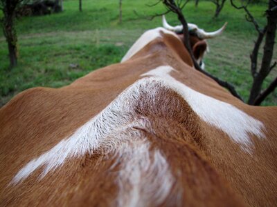 Farm animals hair horn photo