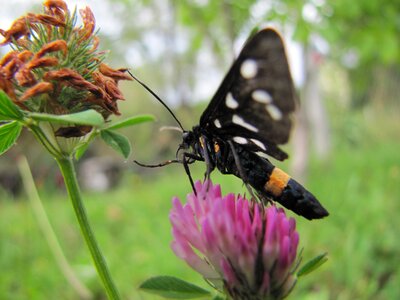 Nature sheer macro
