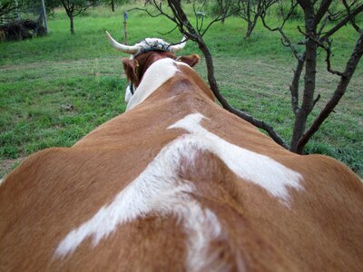 Farm animals hair horn