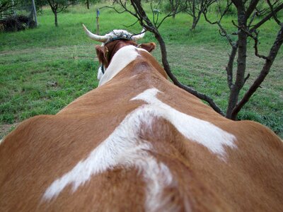 Farm animals hair horn photo