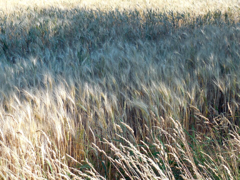 Harvest cereals cornfield
