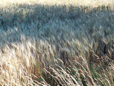 Harvest cereals cornfield