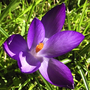 Purple blue petals photo