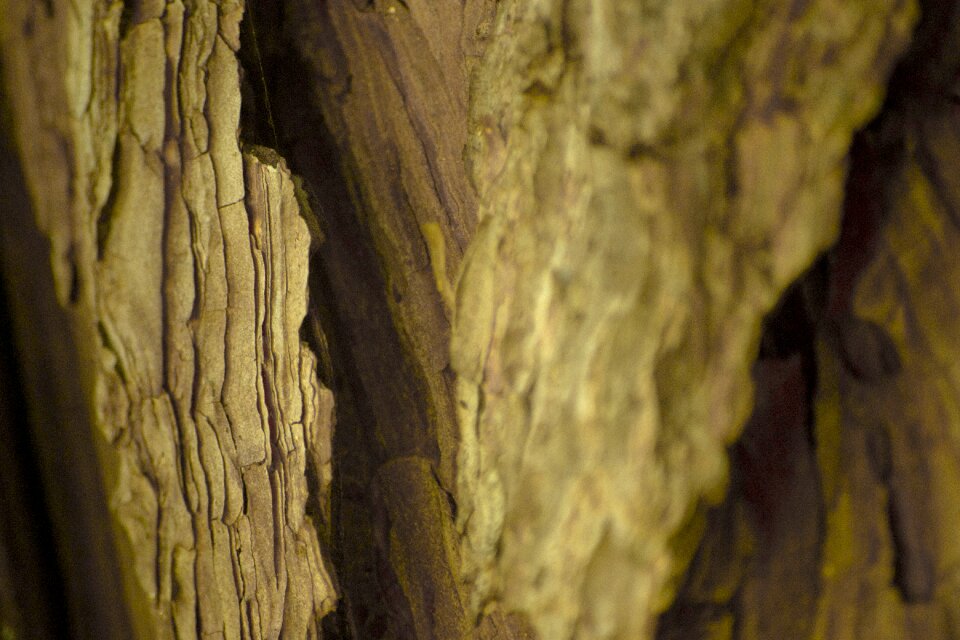 Bark nature cracks photo