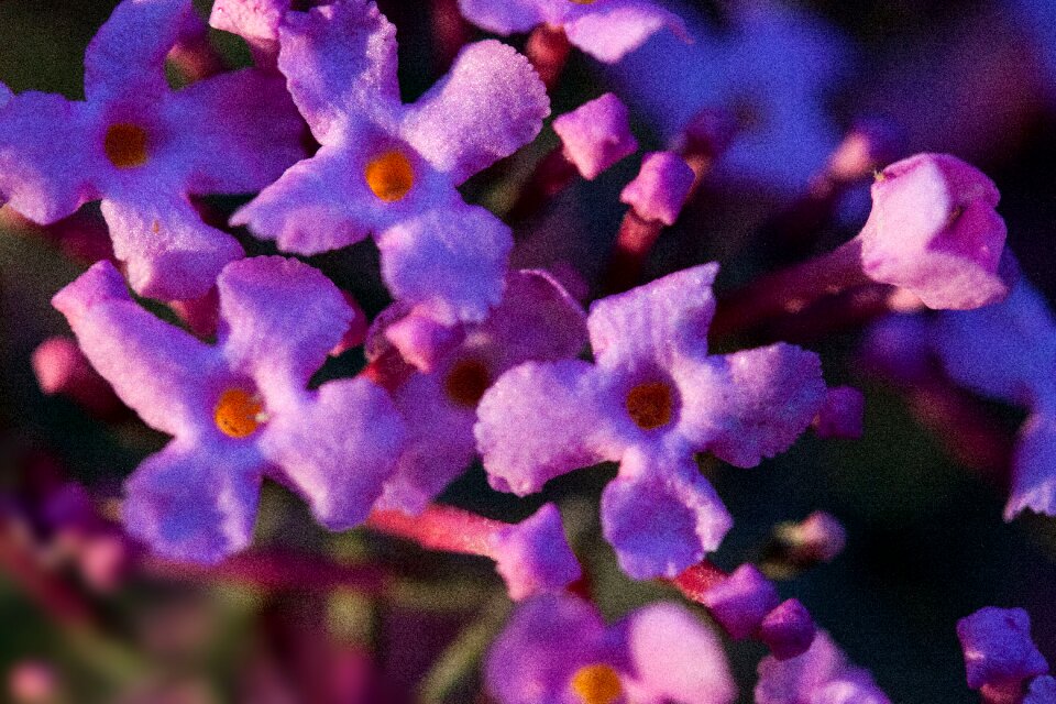 Plant summer lilac flowers