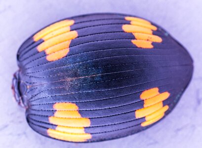 Beetle close up exotic