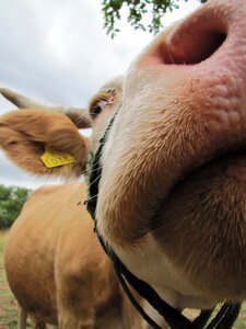 Farm animals hair horn photo