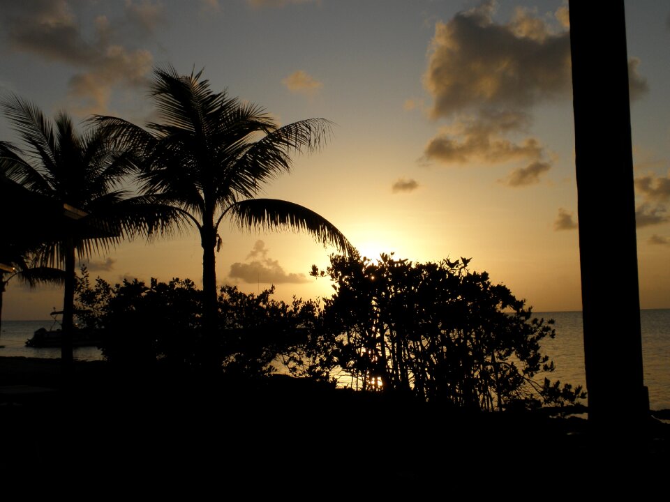 Tropics trees sky