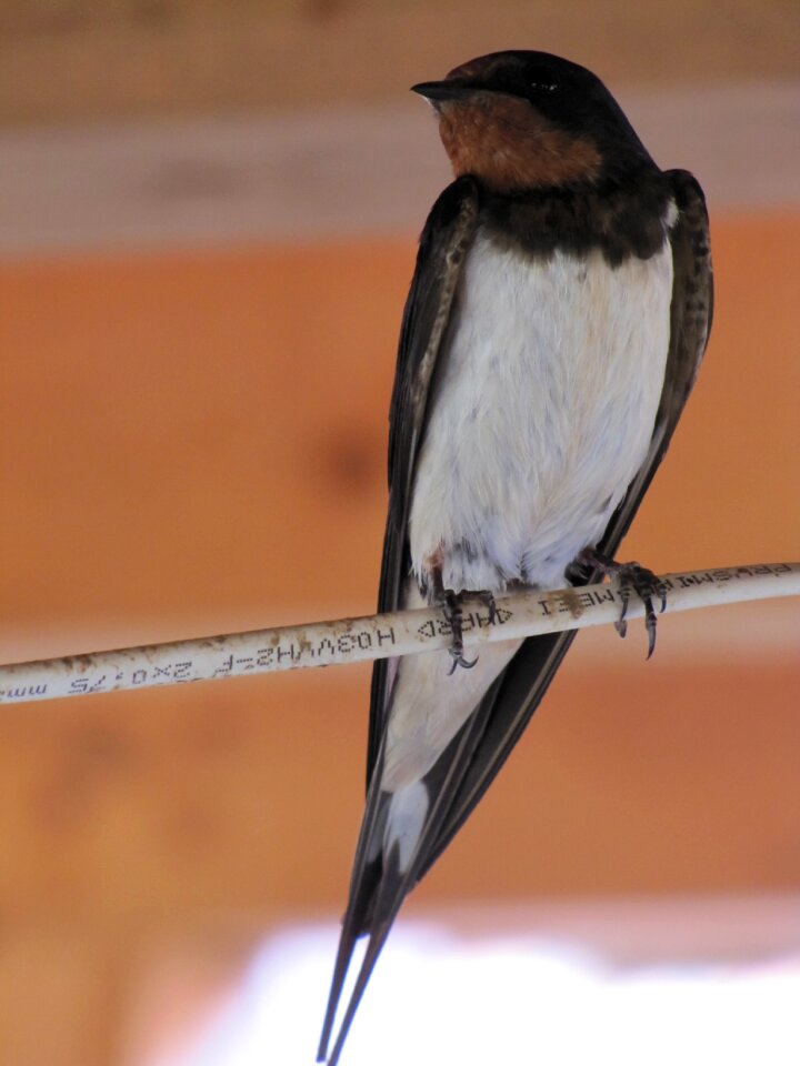 Pen winged feathered