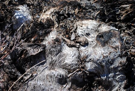 Old gnarled