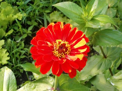 Zinnia elegans zinnia red flowers