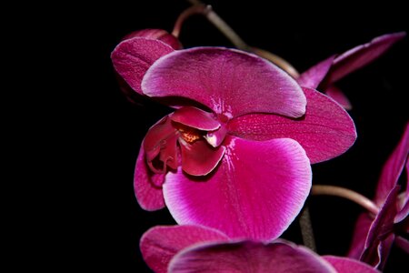 Orchid flower plant