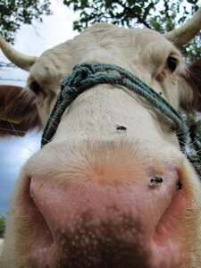 Farm animals hair horn photo