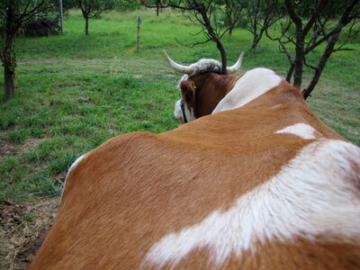 Farm animals hair horn photo